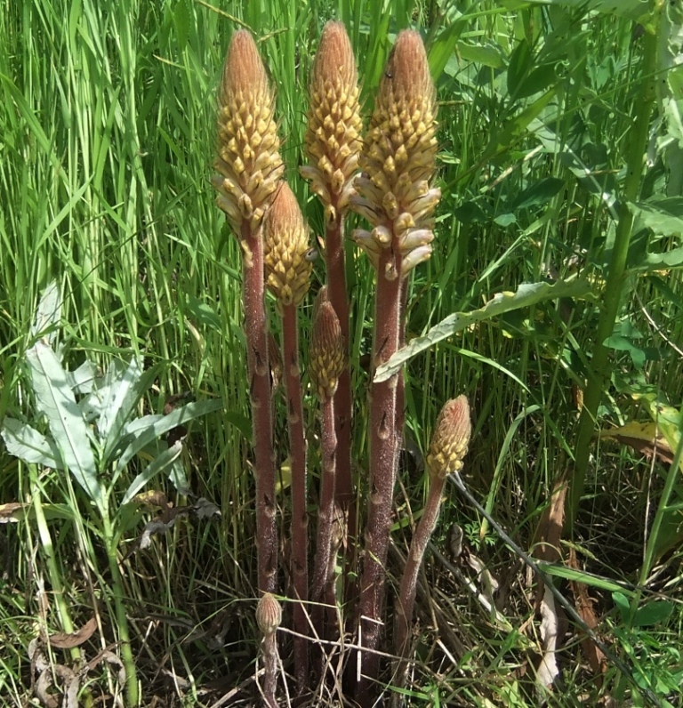 Изображение особи Orobanche pallidiflora.