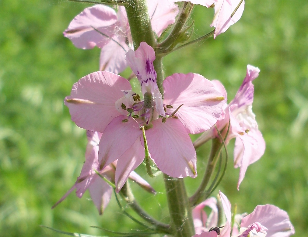 Изображение особи Delphinium ajacis.