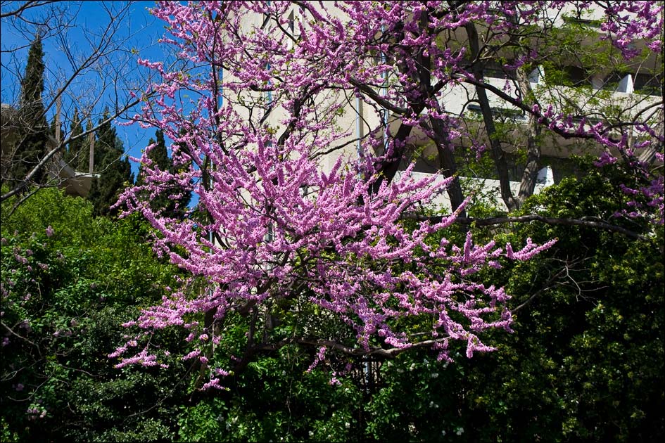 Image of Cercis siliquastrum specimen.