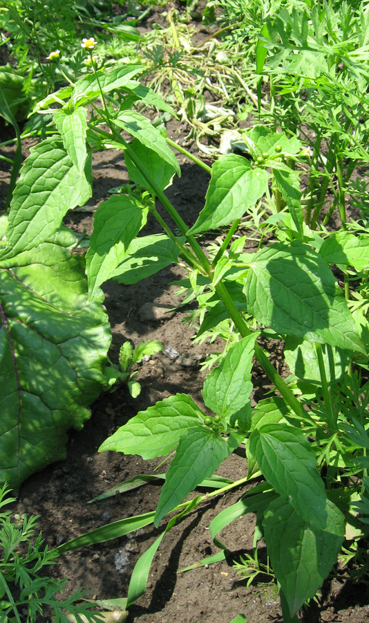 Image of Galinsoga parviflora specimen.