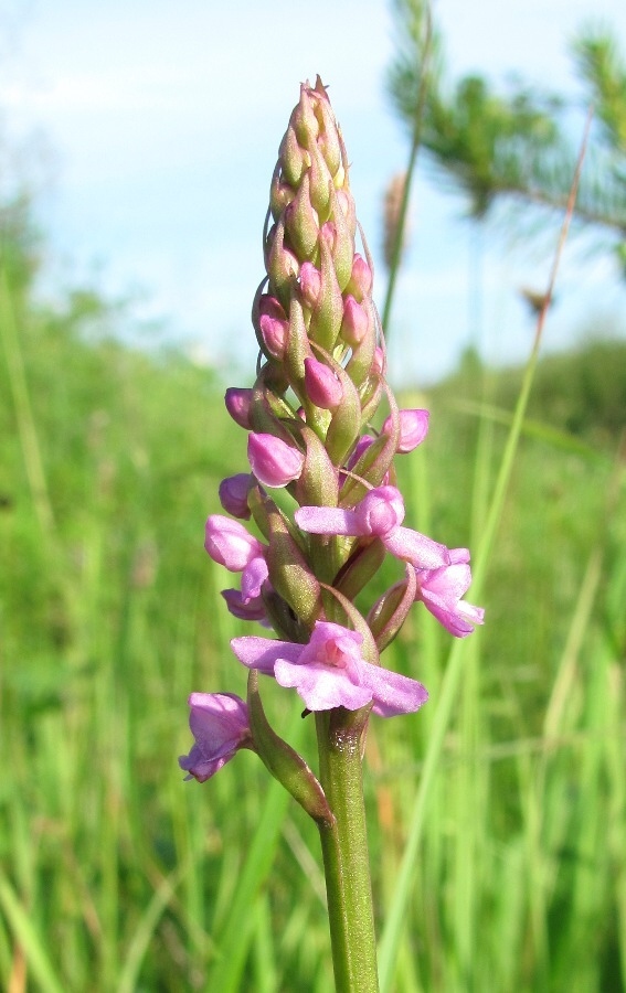 Image of Gymnadenia conopsea specimen.