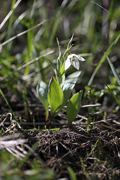 Изображение особи Rhinopetalum bucharicum.