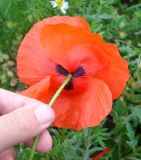 Papaver rhoeas