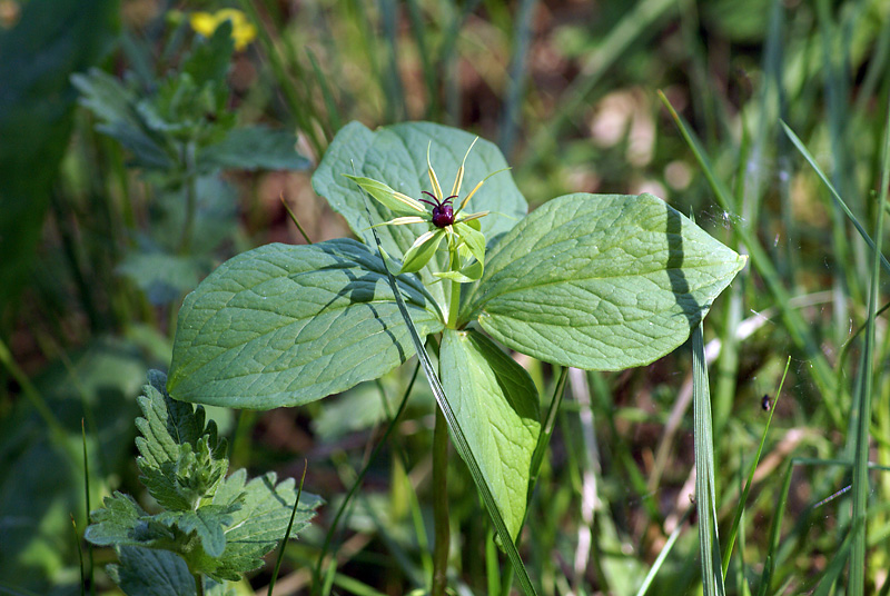 Изображение особи Paris quadrifolia.