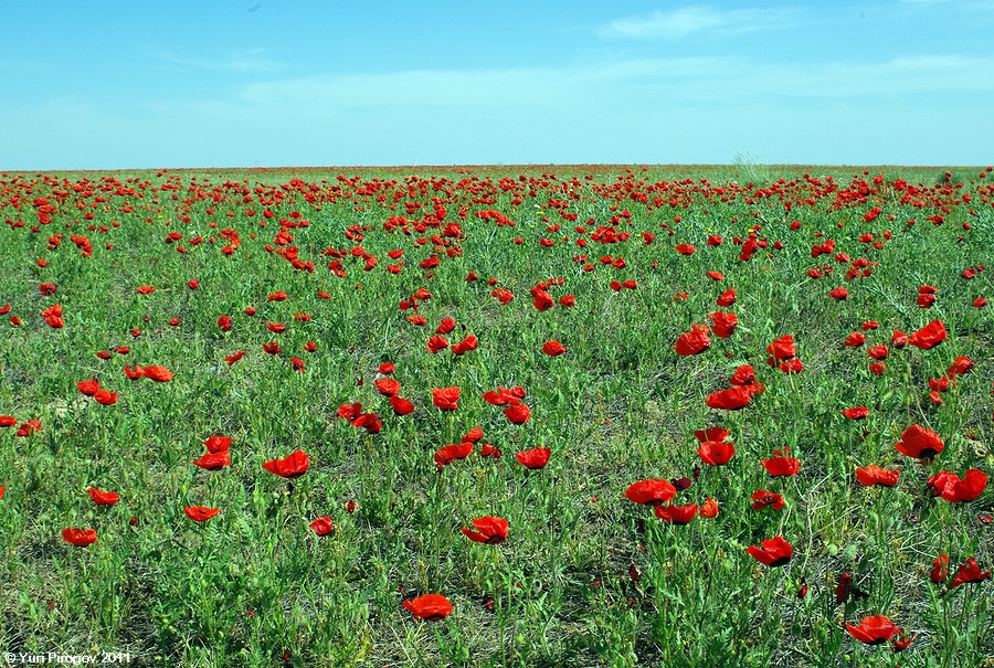 Изображение особи Papaver pavoninum.