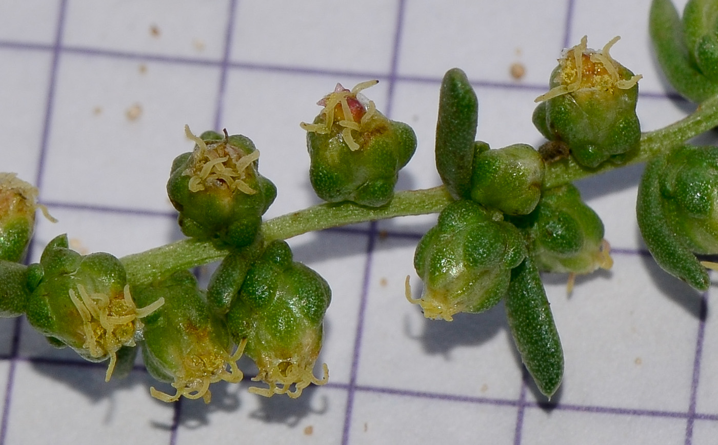 Image of Artemisia monosperma specimen.