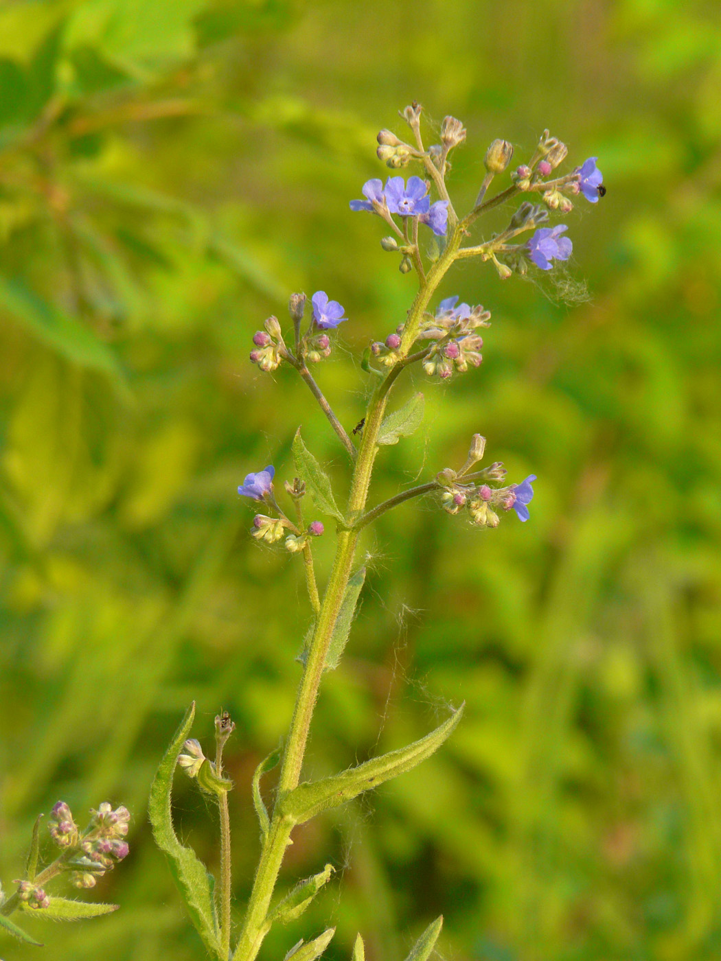 Изображение особи Cynoglottis barrelieri.