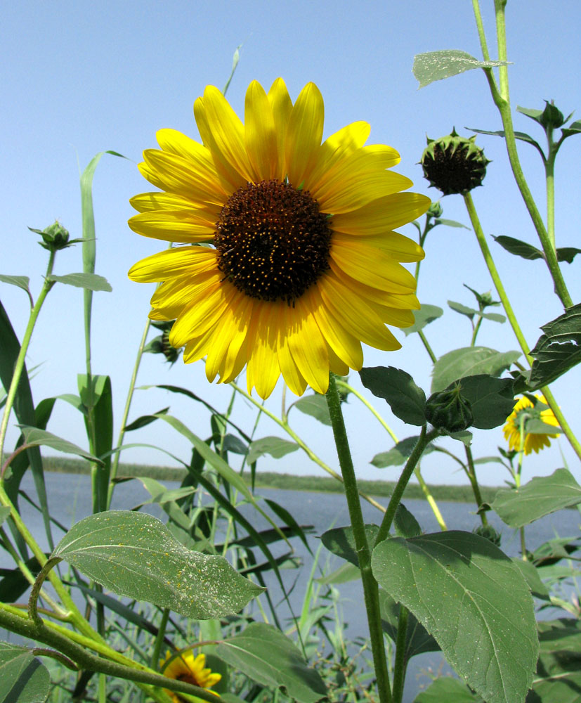 Image of Helianthus lenticularis specimen.