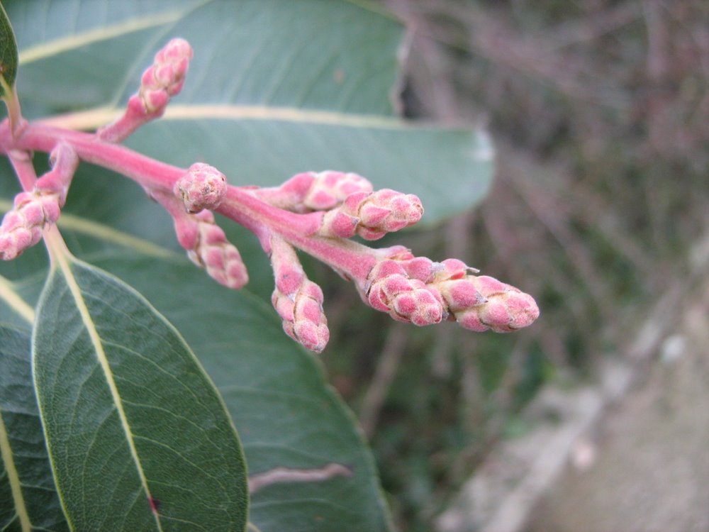 Image of Arbutus andrachne specimen.