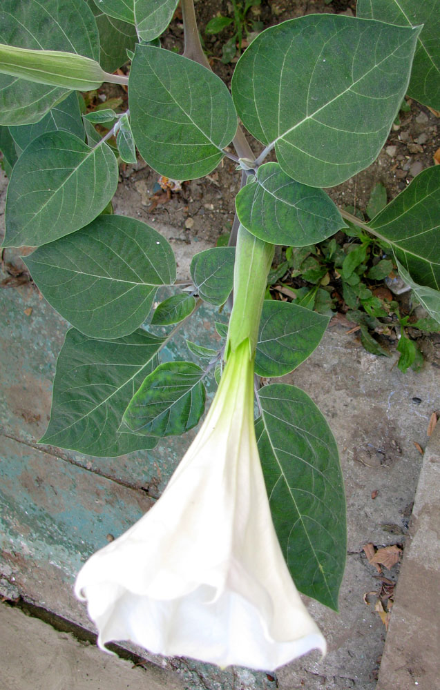 Изображение особи Datura wrightii.