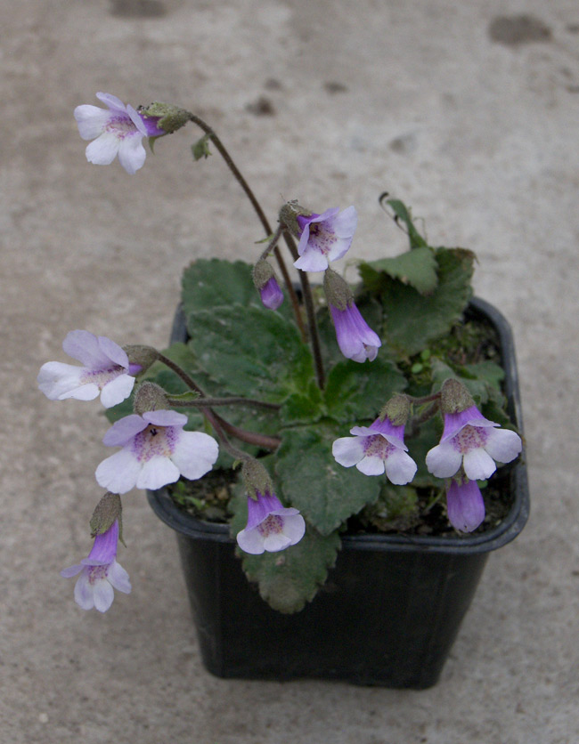 Image of Haberlea rhodopensis specimen.