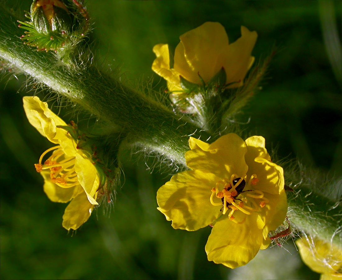 Image of Agrimonia eupatoria specimen.