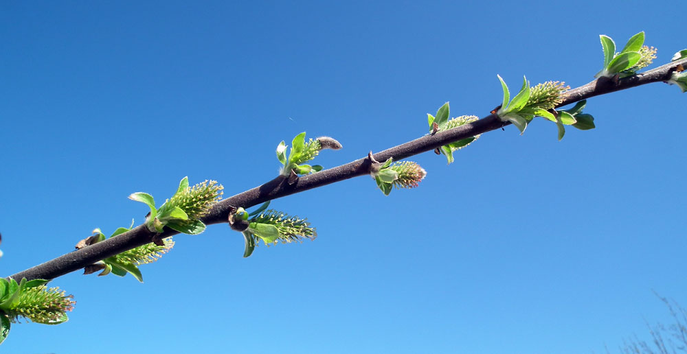 Image of Salix phylicifolia specimen.