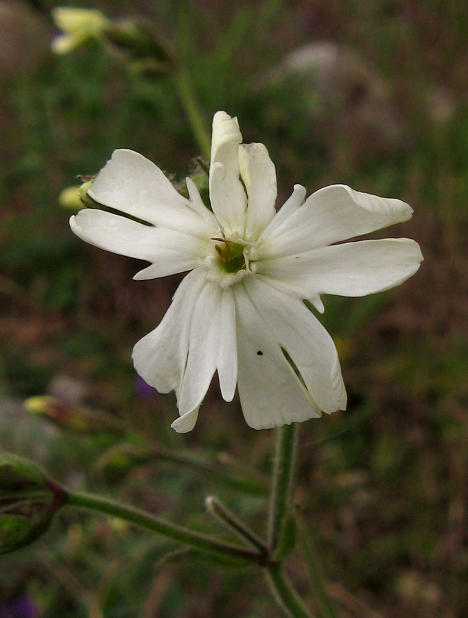 Image of Melandrium latifolium specimen.