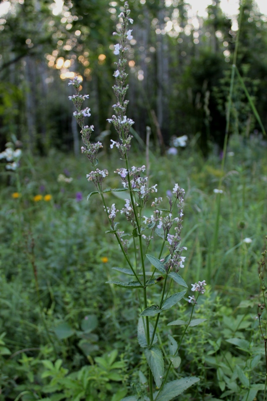 Image of Nepeta nuda specimen.