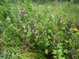 Teucrium chamaedrys