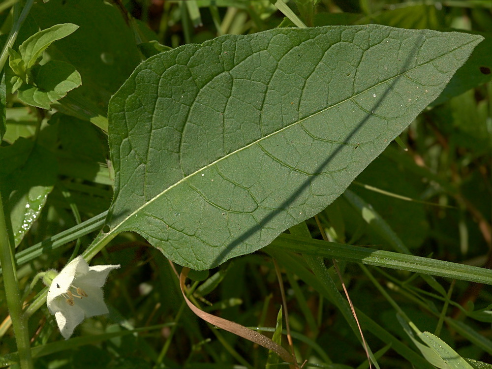 Изображение особи Alkekengi officinarum.