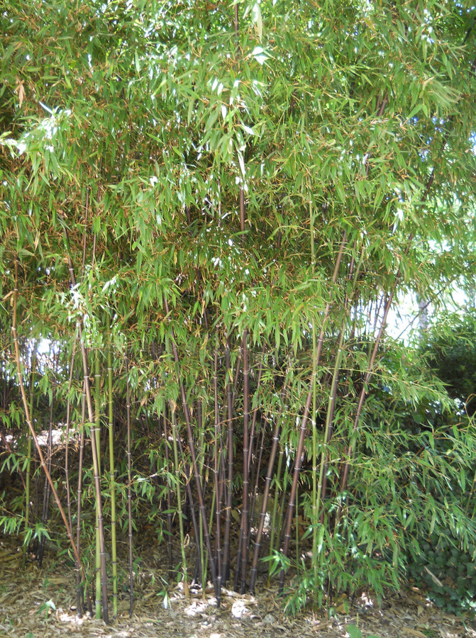 Image of Phyllostachys nigra specimen.