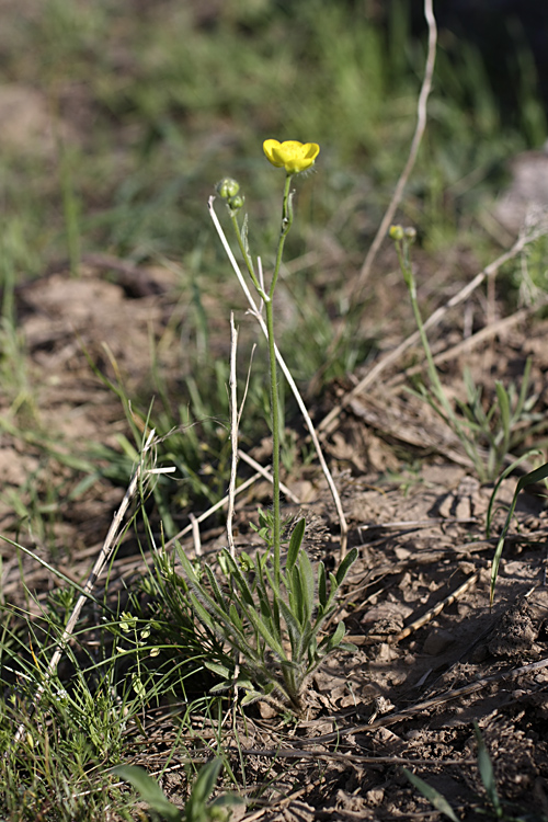 Изображение особи род Ranunculus.