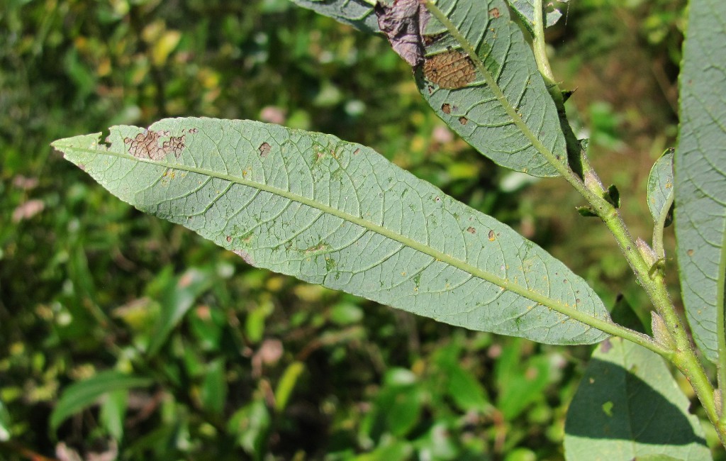 Image of genus Salix specimen.