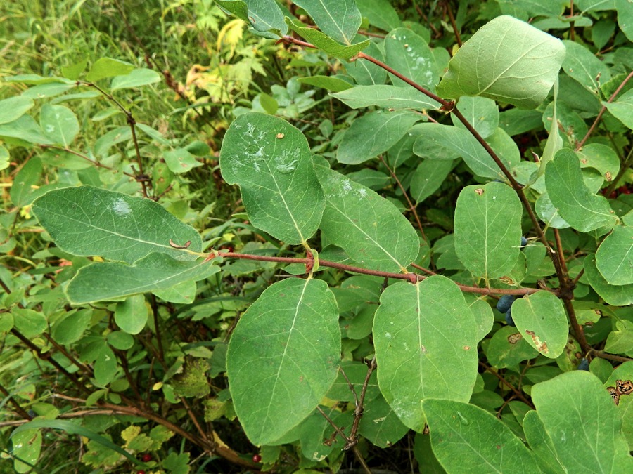 Image of genus Lonicera specimen.