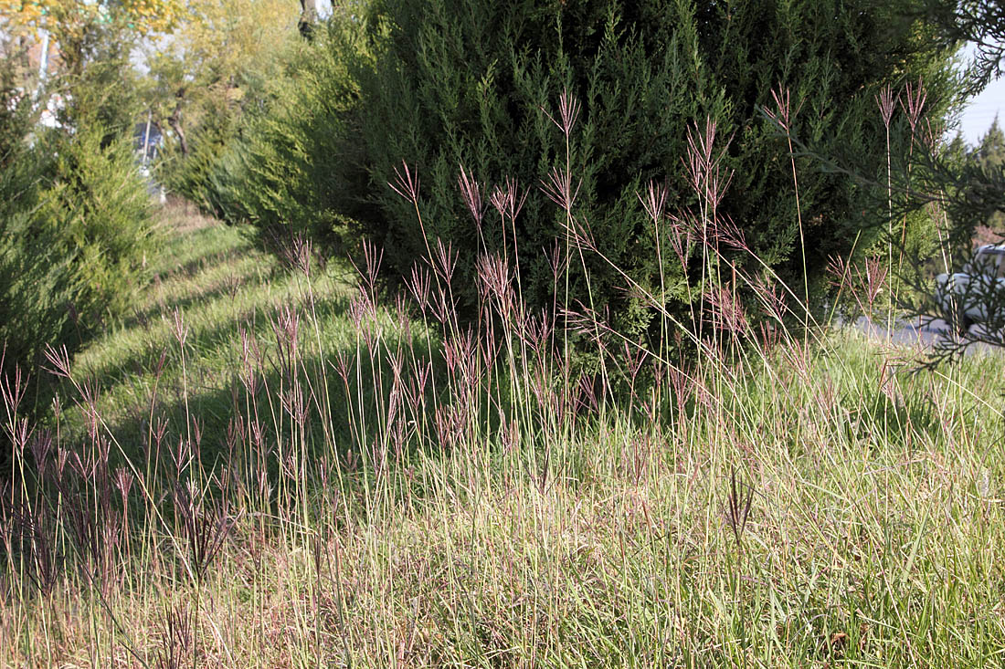 Image of Bothriochloa ischaemum specimen.