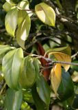 Camellia japonica. Побеги. Германия, г. Krefeld, ботанический сад. 16.09.2012.