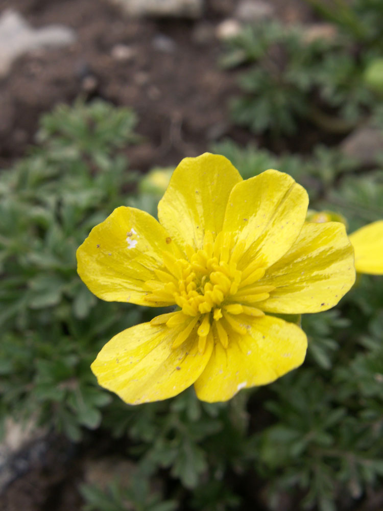 Image of Ranunculus gelidus specimen.