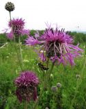 Centaurea scabiosa. Соцветия с кормящейся осой. Иркутская обл., г. Бодайбо, правый борт долины р. Витим, разнотравный пастбищный луг. 20.07.2012.