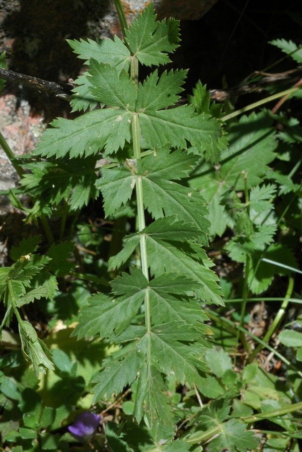 Image of Seseli mucronatum specimen.