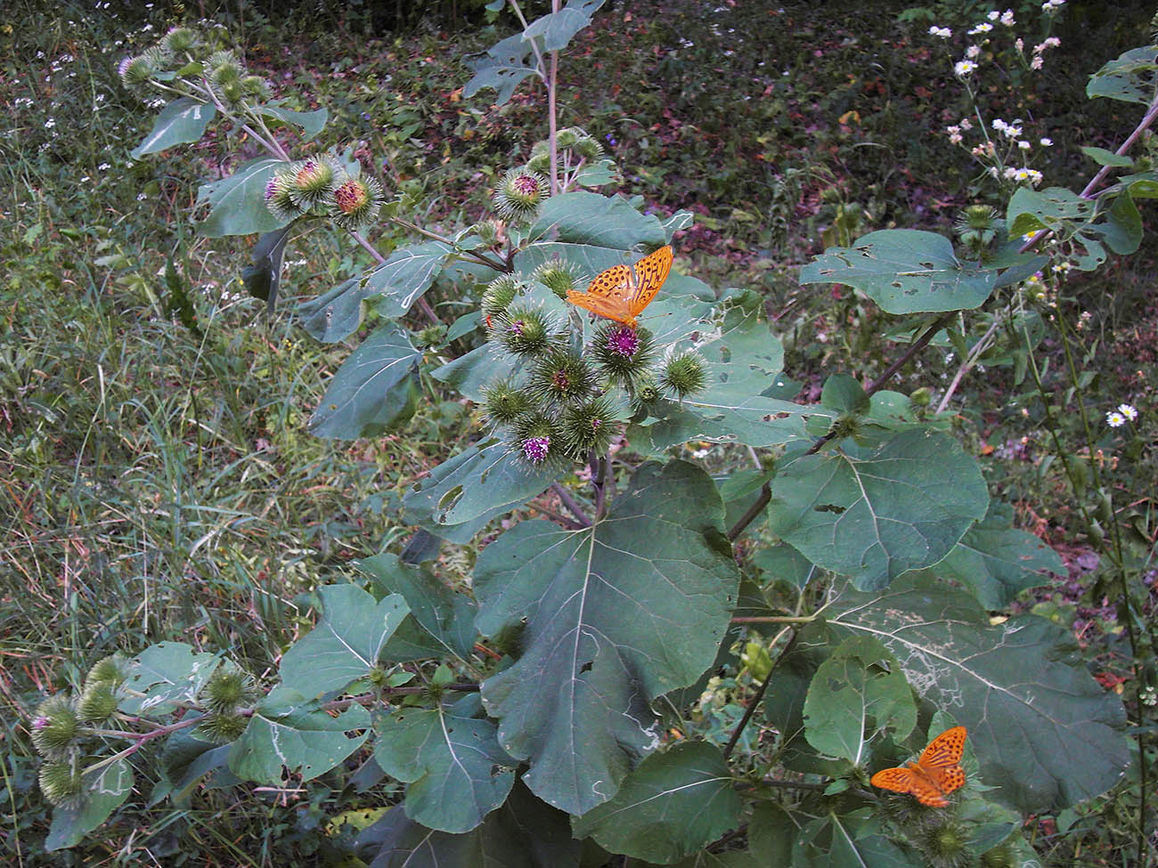 Image of Arctium lappa specimen.