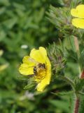 Potentilla recta. Соцветие с самкой пчелы-андрены. Краснодарский край, Кущевский р-н, станица Шкуринская, многолетние залежи. Май 2008 г.