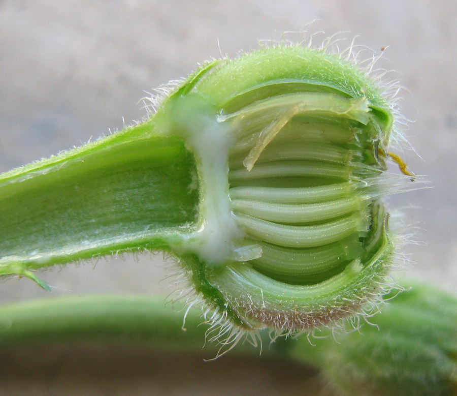 Image of Hedypnois rhagadioloides specimen.