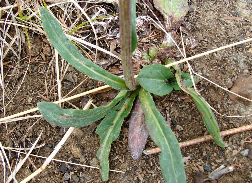 Image of Tephroseris integrifolia specimen.