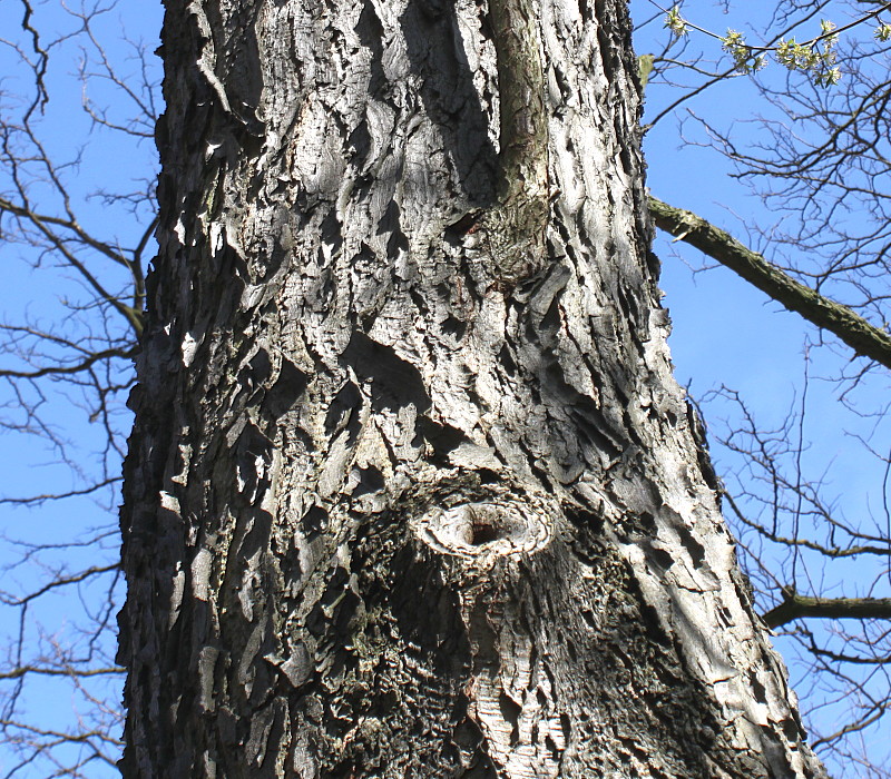 Изображение особи Gymnocladus dioicus.