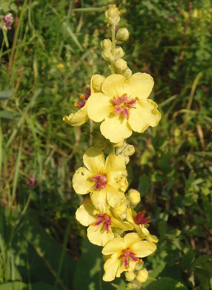 Изображение особи Verbascum marschallianum.