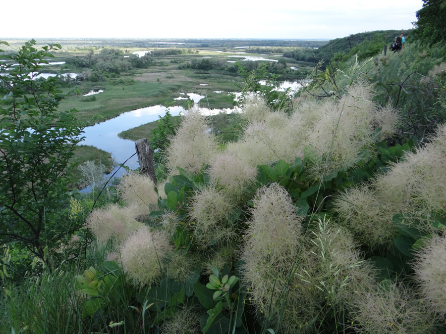 Изображение особи Cotinus coggygria.