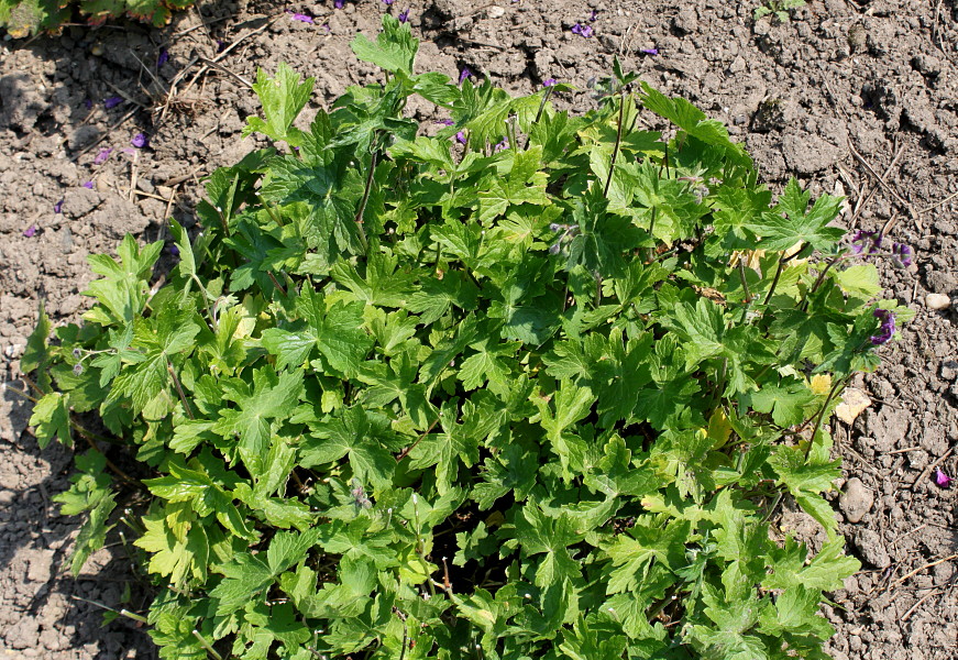 Изображение особи Geranium phaeum.