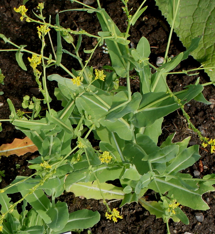 Image of Myagrum perfoliatum specimen.