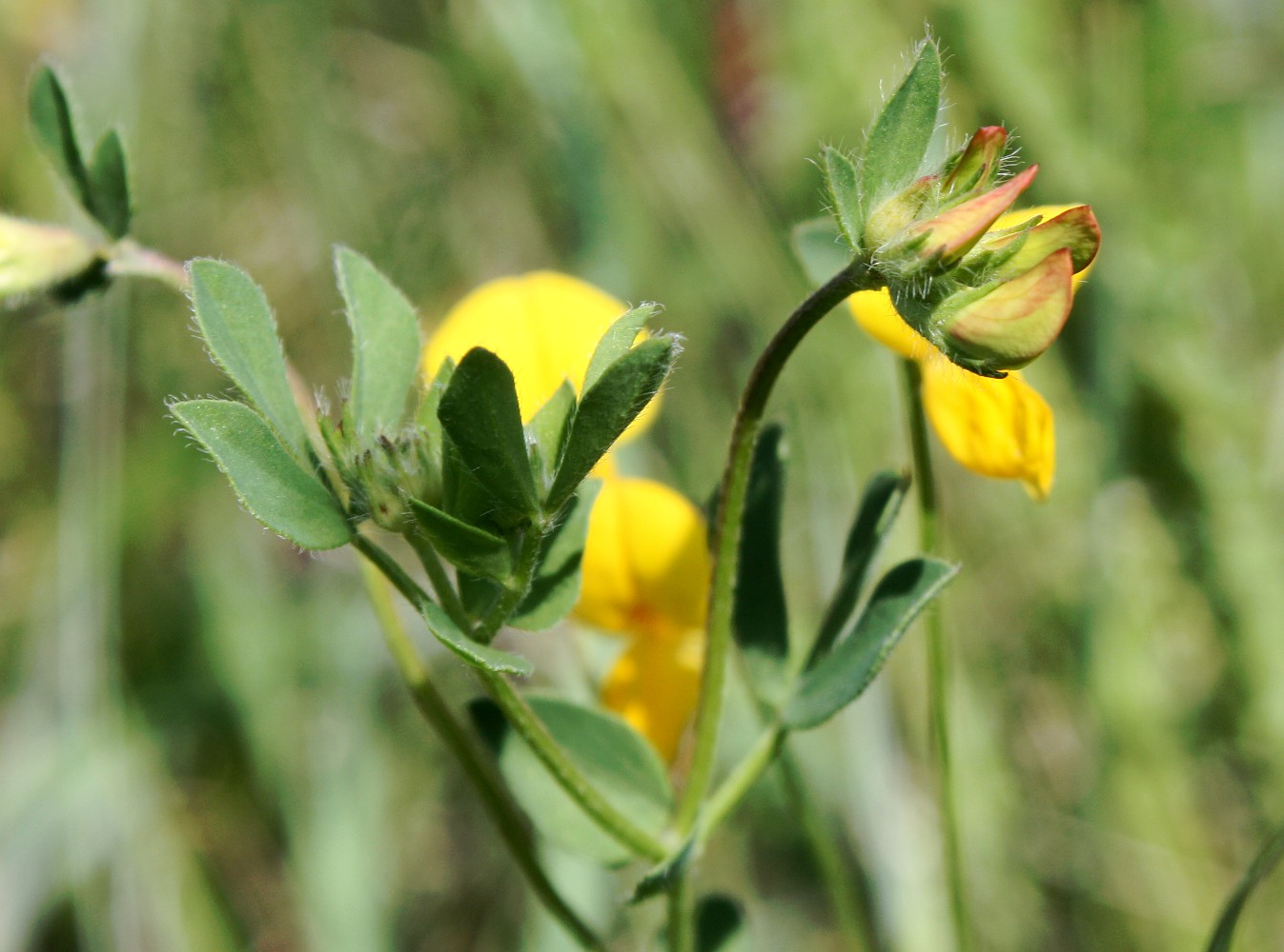 Image of Lotus balticus specimen.