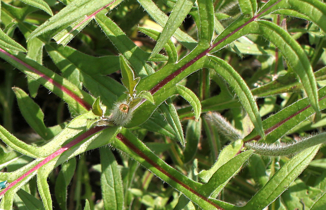 Image of Knautia arvensis specimen.