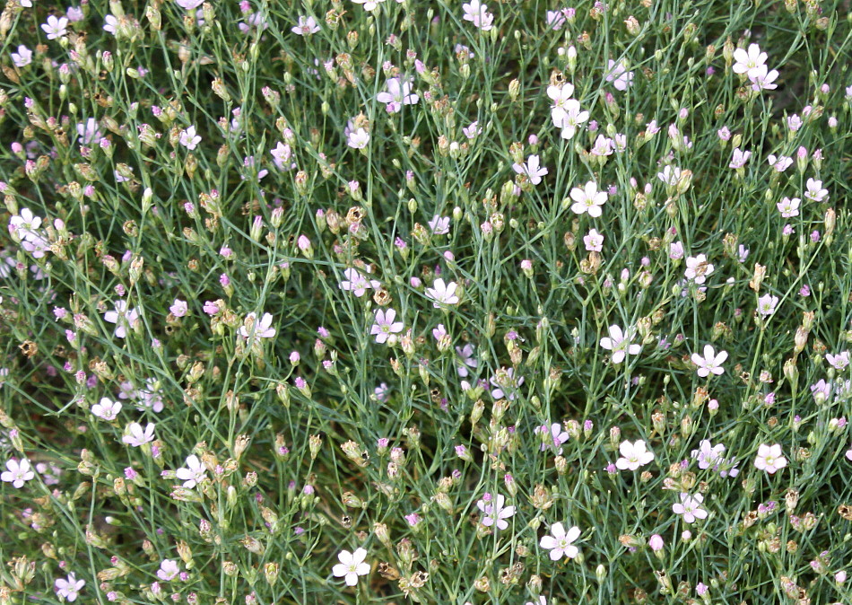 Image of Petrorhagia saxifraga specimen.