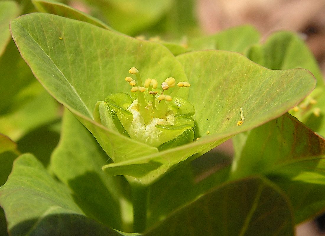 Image of Euphorbia komaroviana specimen.