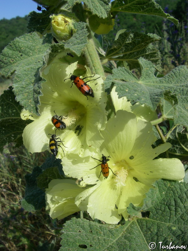 Image of Alcea rugosa specimen.