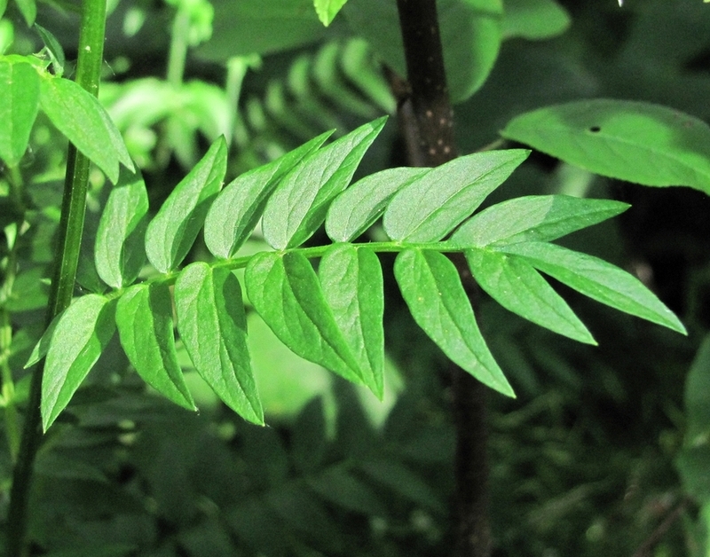 Image of Polemonium caeruleum specimen.