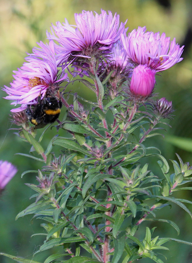 Image of Symphyotrichum novae-angliae specimen.