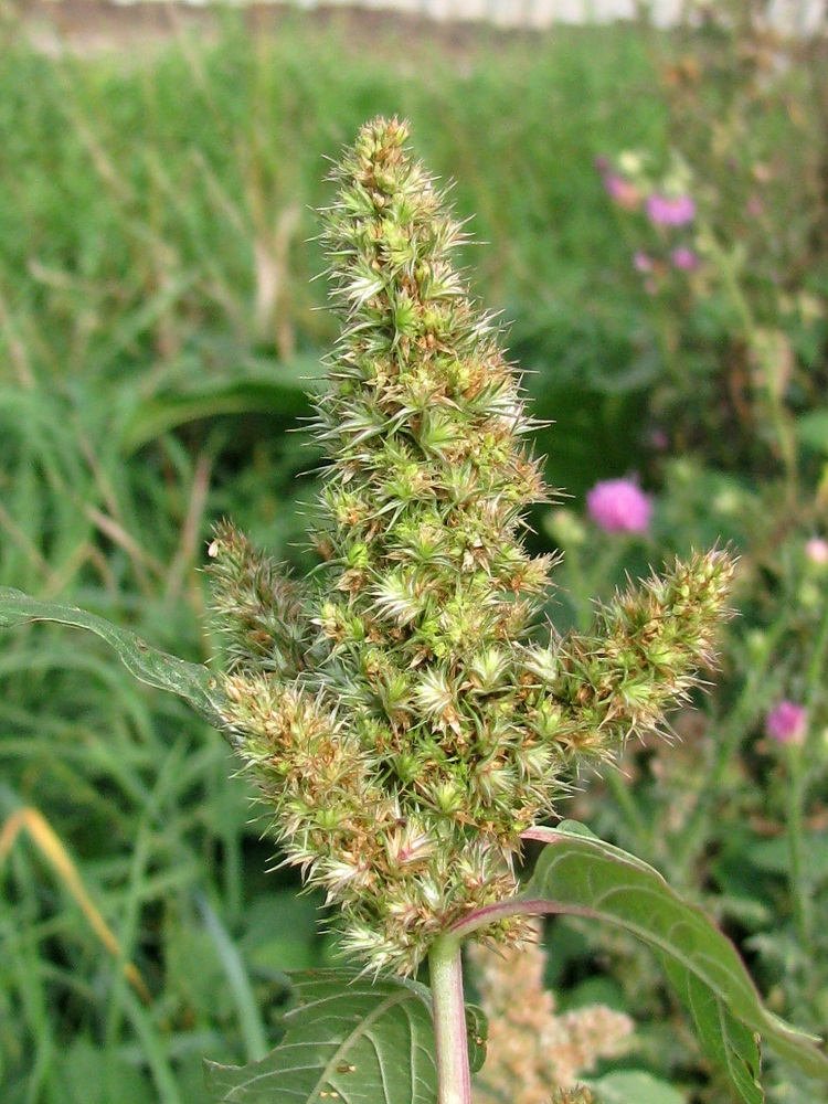 Изображение особи Amaranthus retroflexus.