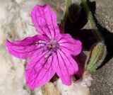 genus Erodium