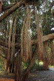 Metrosideros excelsa. Придаточные корни на боковых ветвях. США, Калифорния, Сан-Франциско, ботанический сад. 14.02.2014.