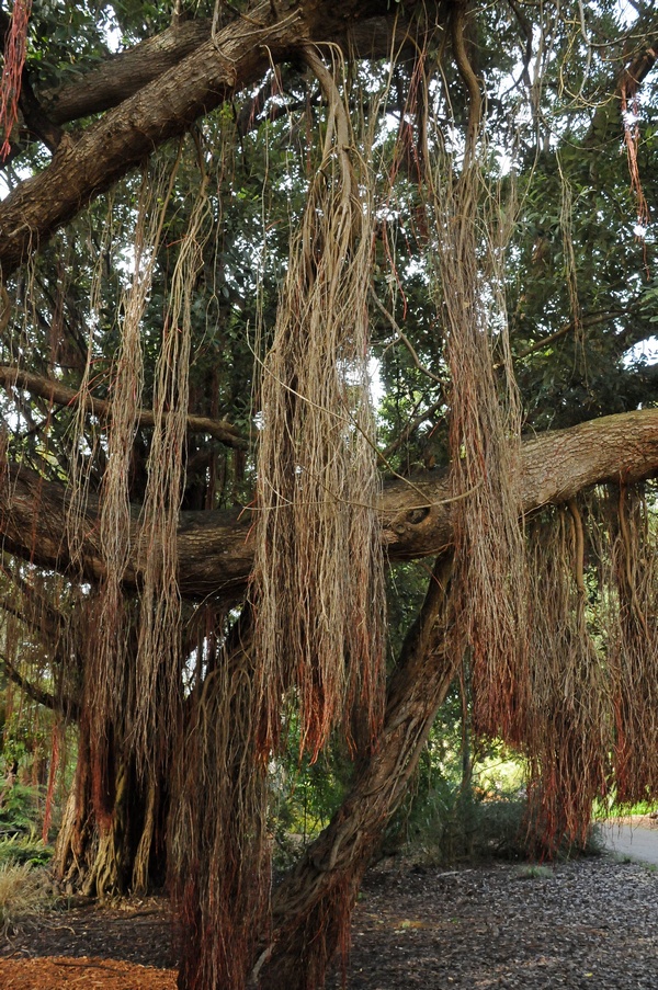 Image of Metrosideros excelsa specimen.